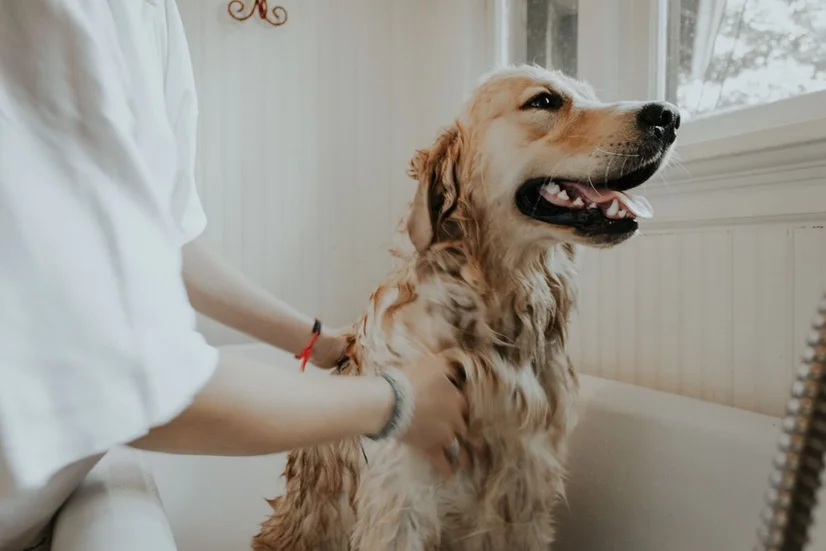 Woman washing a golden retriever in a bathtub