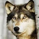 Wolf T