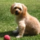 REGINALD