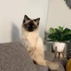 sharholee