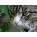 Mich72 profile picture