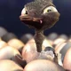 uglyduck