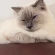 Mimi Farqua