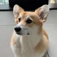 Cho