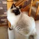 PollyP