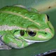 Litoria