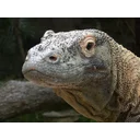 Phil profile picture