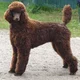 PoodleLuva