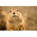 Carol Timms profile picture