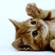 AlleyKat