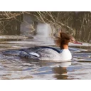 negotiator profile picture