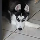Hairy Husky