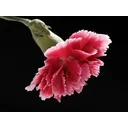 Christopher Arrowsmith Avatar