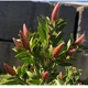 Plant_lover