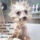 BeaverwithBrains