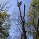 Thebradfordtreefella