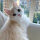 Cat A.