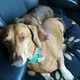 Dashing Dachshunds