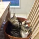 Natkat