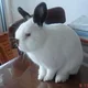 Tibbycat