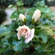 Christine R