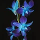 Blueorchid7