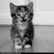 truth kitty