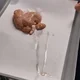 Spoobysquarebootyseatel 
