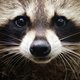 mr.raccoon