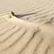 Cat C.
