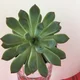 Sneakysmum