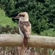 Sparra
