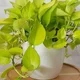 NeonPothos