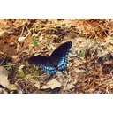 Carol profile picture