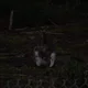 danoz74