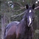 Ali M.