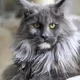 Alexander