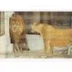 robertfu