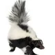 Skunk