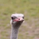 Ben