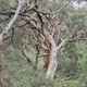 Narelle