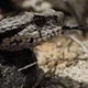 Coastal Viper