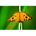 Charlie profile picture