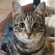 KrazyKitten