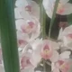 Rob