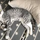 MeowLovePeace