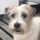 Chiefyboy 