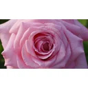 John Albiston profile picture