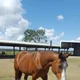 Horsemummy