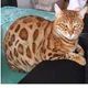 Leopardete Bengals